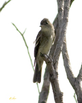Eastern Wood Pewee